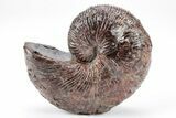 Red, Iridescent Hoploscaphites Ammonite Fossil - Montana #209664-1